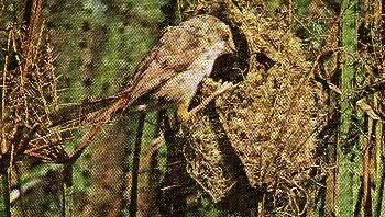 Pg14-1, TAWNY FLANKED PRINIA