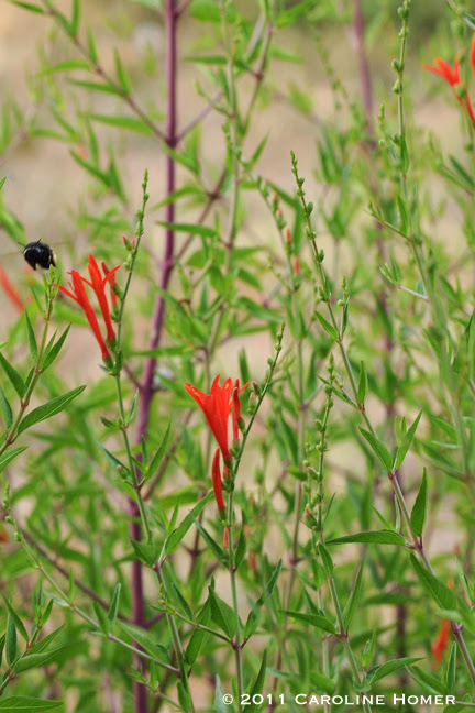 Bee visits flame acanthus