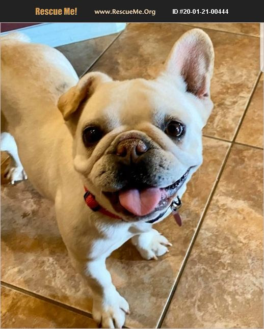 38 HQ Photos French Bulldog Rescue Nc : Salem, NH - French Bulldog. Meet Wilson a Puppy for