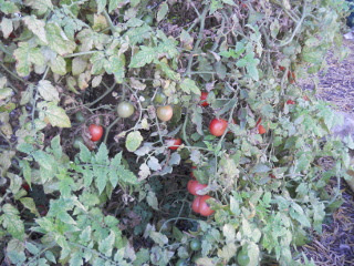 Spring Garden 2012 Cherry Tomatoes on the Vine in December