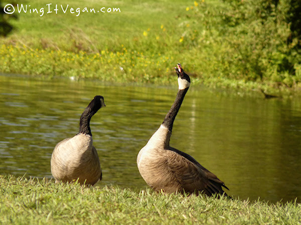 Howling Goose