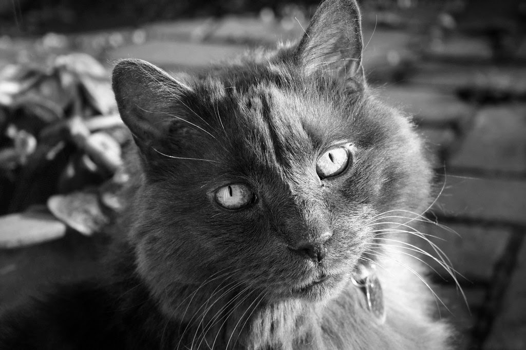 Posky in the sun on New Year's Day