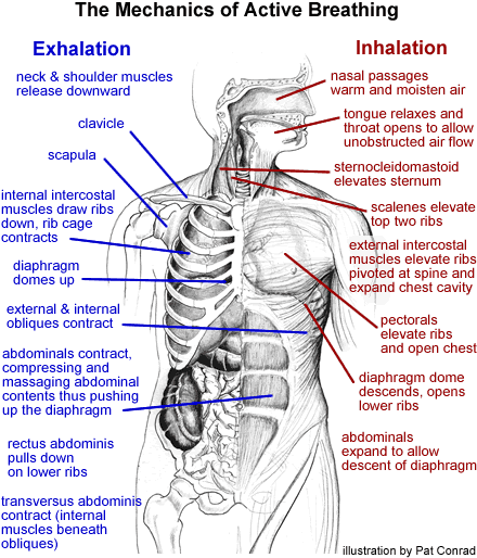 Anatomy Under The Right Rib Know What Can Cause Pain Under Right Rib