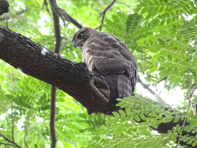 鳳頭蒼鷹/無限台南