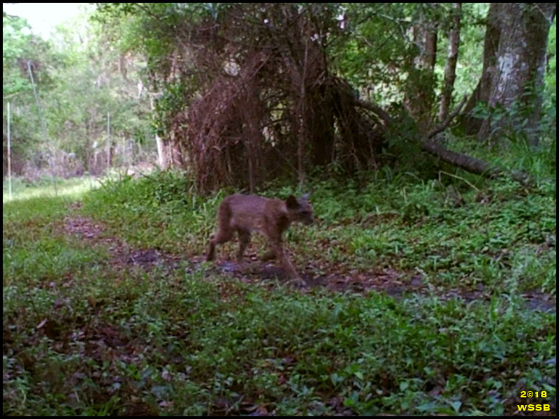 Trail Cam Trail Cam