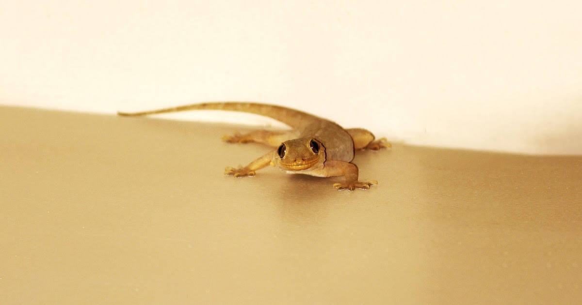 Lizards Keep Coming In My House