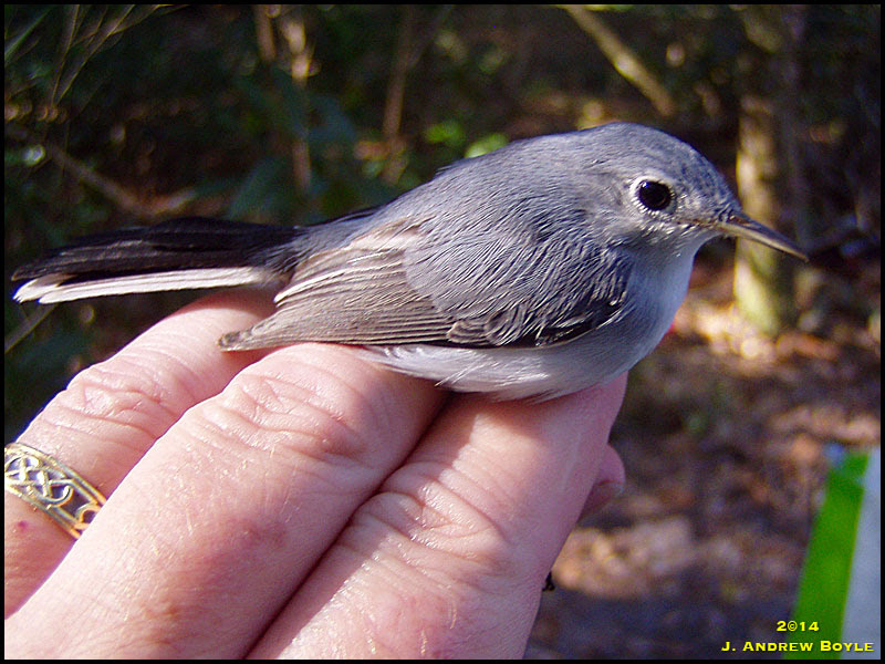 Blue-gray Gnatcatcher Blue-gray Gnatcatcher