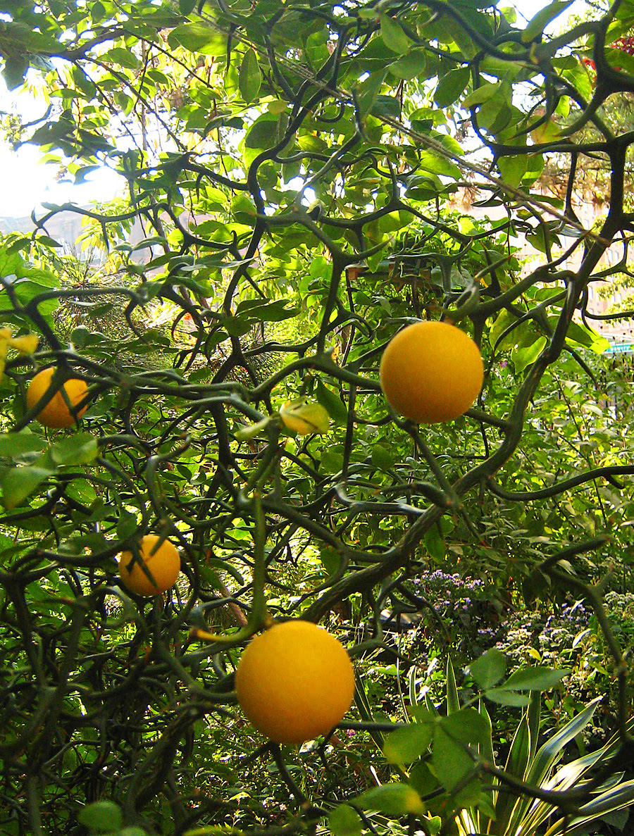 Liz Christy Garden