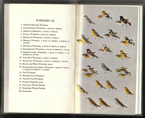 Peterson 1st Warblers