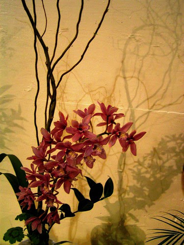 orchids1