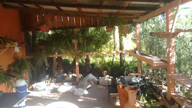 Avaliações sobre Capim-limão Arquitetura e Paisagismo em Boa Vista - Jardinagem