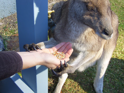 greedy kangaroo