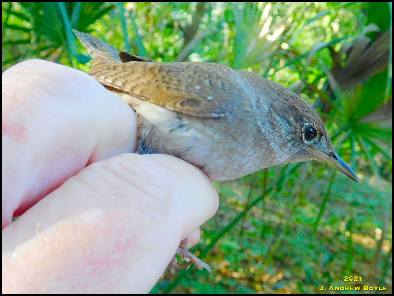 House Wren House Wren