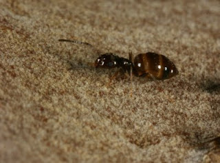 small rover ants in the genus Brachymyrmex have become a growing pest in Texas over the past four years