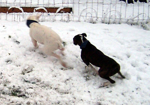 snowdogs0012
