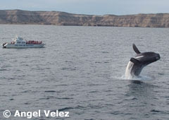 Avistaje de Ballenas en la Patagonia Argentina Avistaje de Ballenas en la Patagonia Argentina