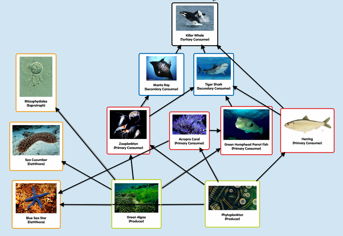 Sea Cucumber Food Web