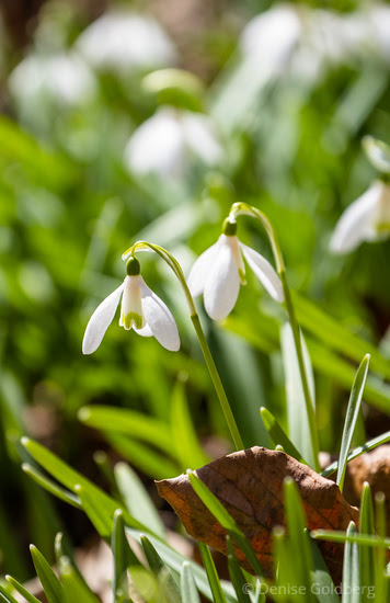 snowdrops, a welcome sign of spring