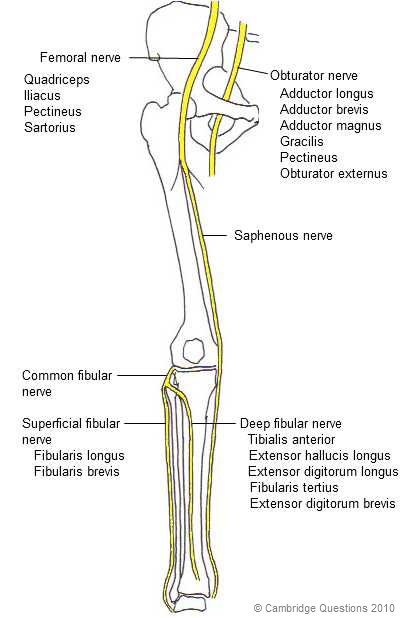 Diagram Nerves Of The Leg - Aflam-Neeeak