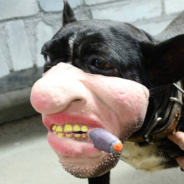 Buildingbridgesms Die Maske Der Hund