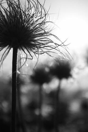 Anémone pulsatille photo Fleur silhouette exposition