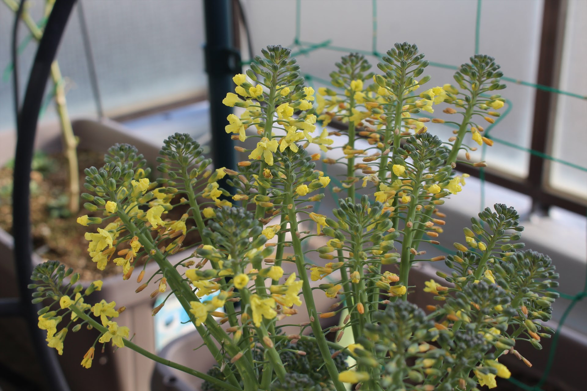 すべての美しい花の画像 これまでで最高のブロッコリー 花 食べれる