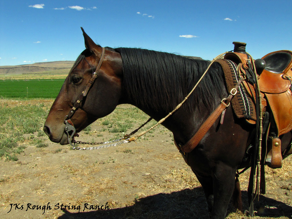 In the Bridle