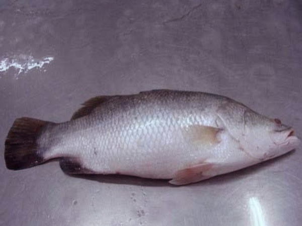 bhetki fish, bhetki fish picture, bhetki fish bangladesh