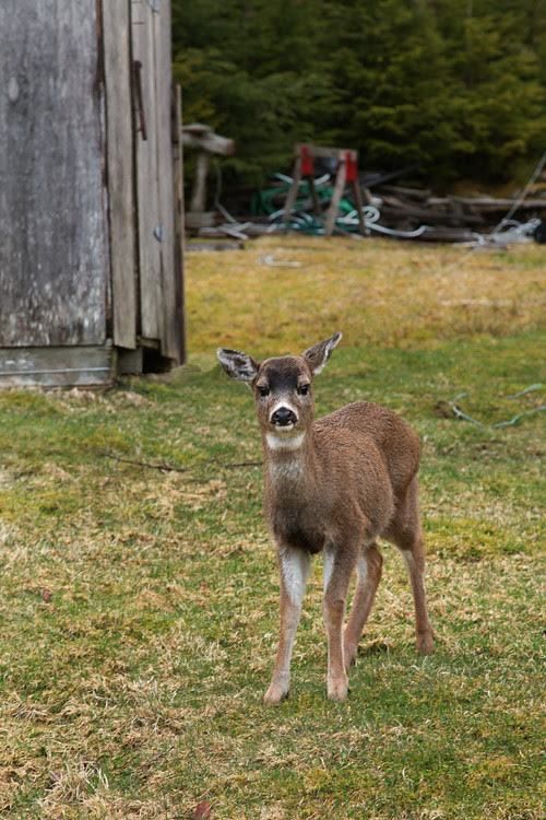 small deer in neighbor's yard, Kasaan, Alaska