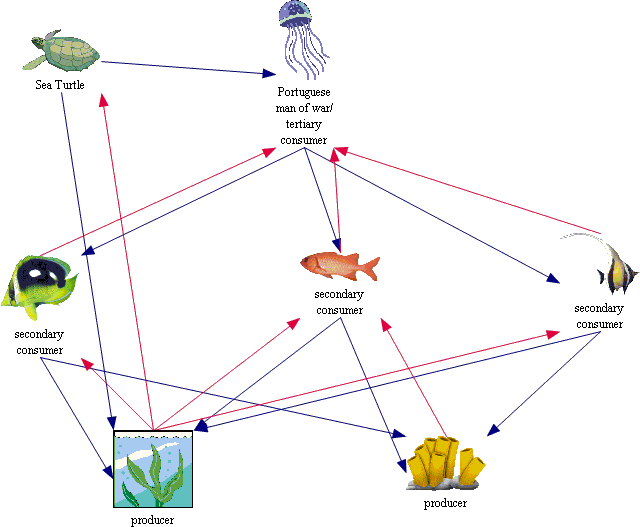 Hawksbill Sea Turtle Food Chain : Hawksbill Turtle; Eretmochelys
