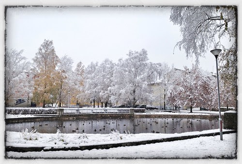 Ducks in snow by Nikita Avvakumov