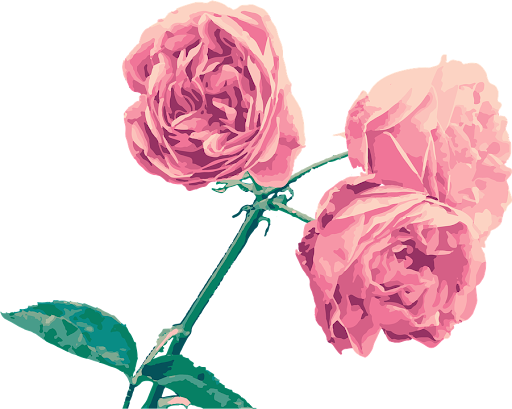 Gambar Bunga  Mawar  Kartun Png 