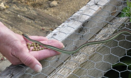 Q A Feeding A Ribbon Snake In The Backyard Gartersnake Info