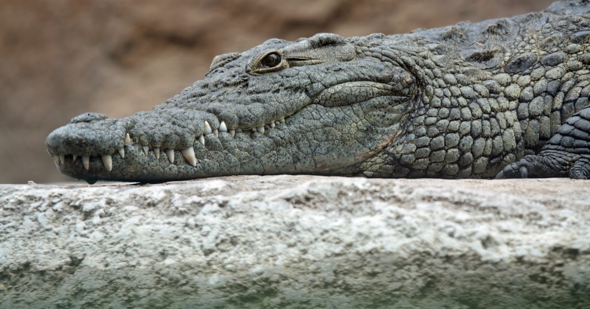 Crocodile And Bird Symbiosis - Crocodile