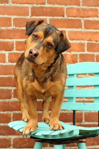 Pallo brick drool