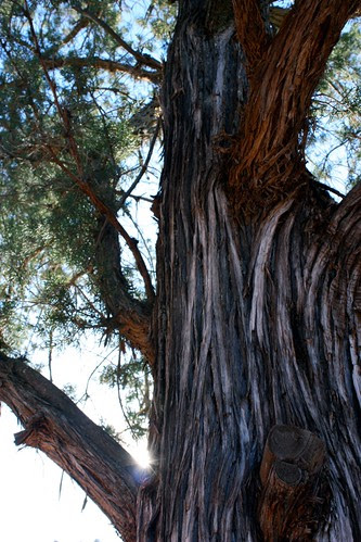 Juniper Bark