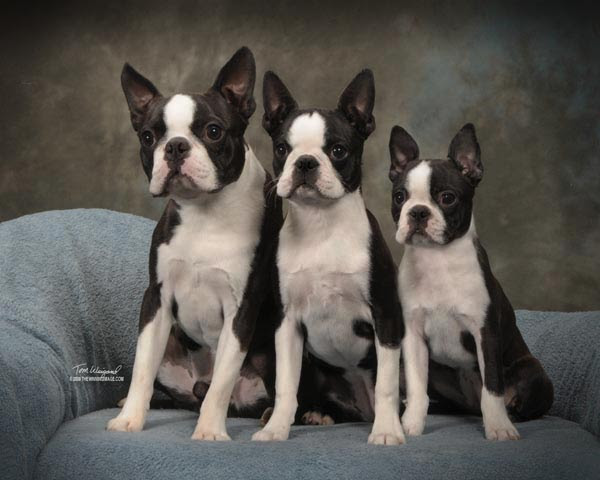 Boston Terrier Puppies For Sale In Va petfinder