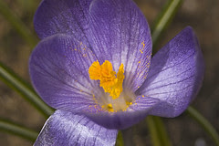 crocus1