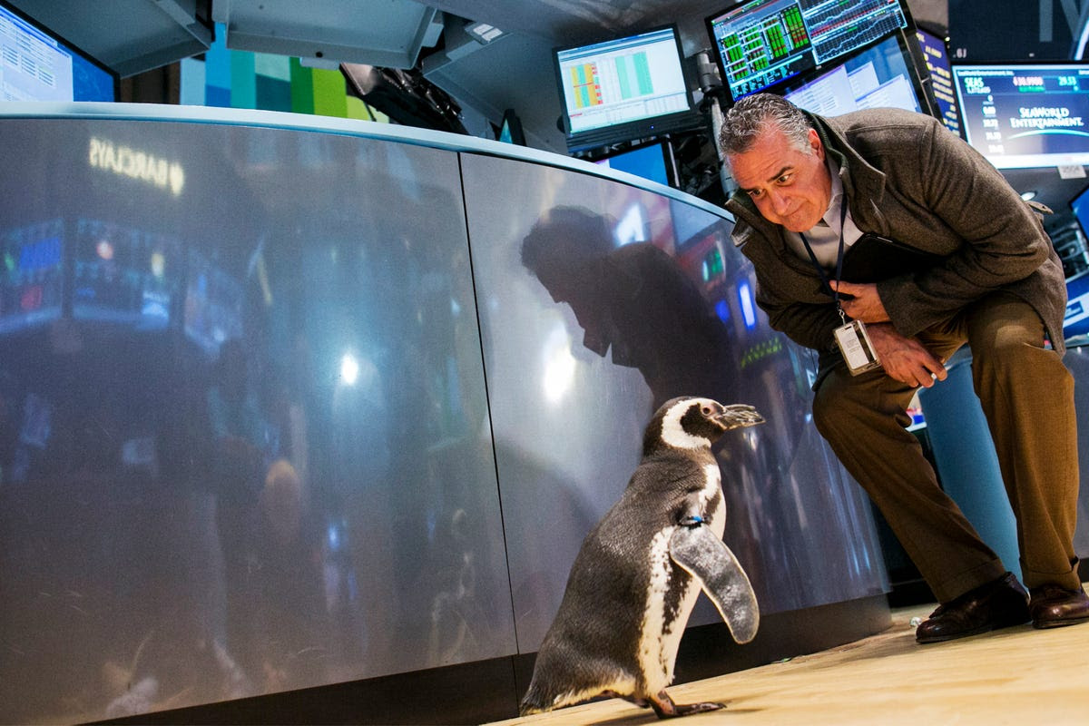 A trader looks at Pete the Penguin of SeaWorld Entertainment as he walks on the floor of the New York Stock Exchange on Jan. 15. SeaWorld was celebrating its 50th anniversary.