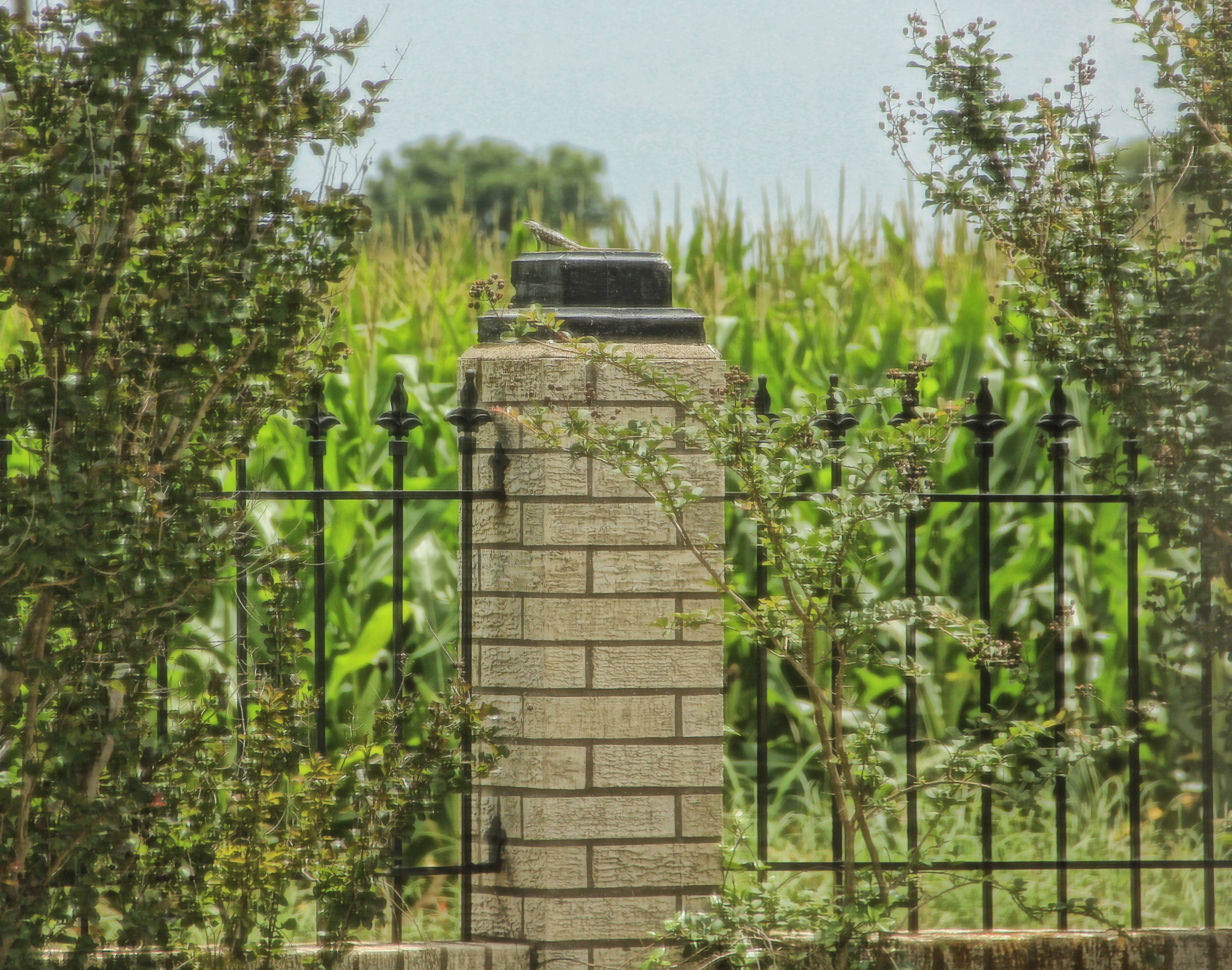 lizard on post