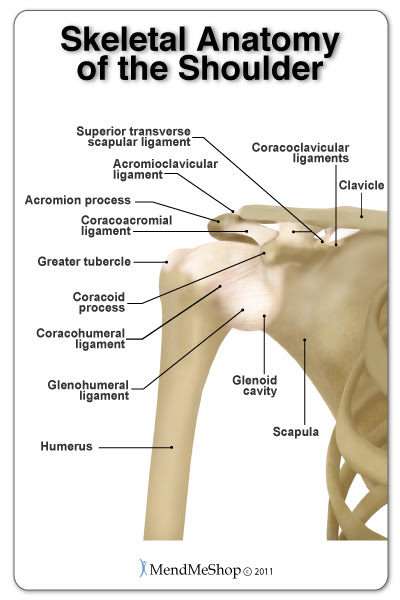 joeselicul: humerus bone anatomy