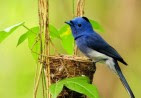 blue-bird-nest-1280x800