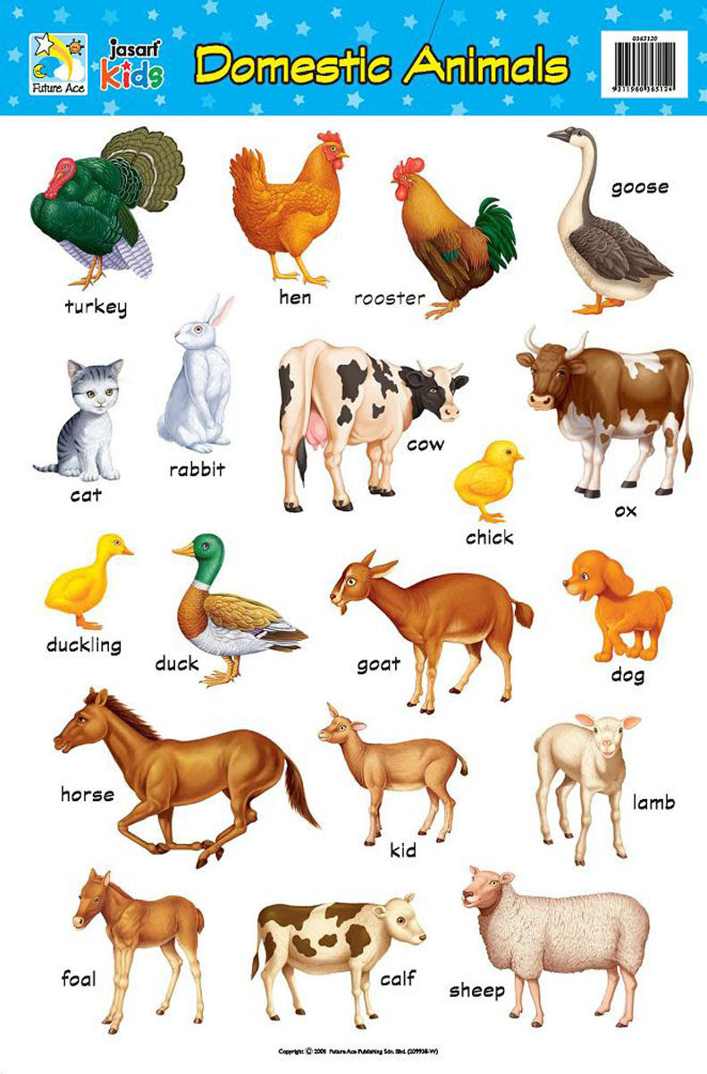 Pet Animals Name In Urdu Pet S Gallery