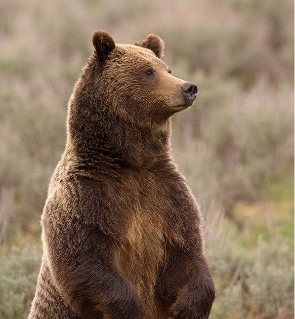 Grizzly Bear Standing Side View