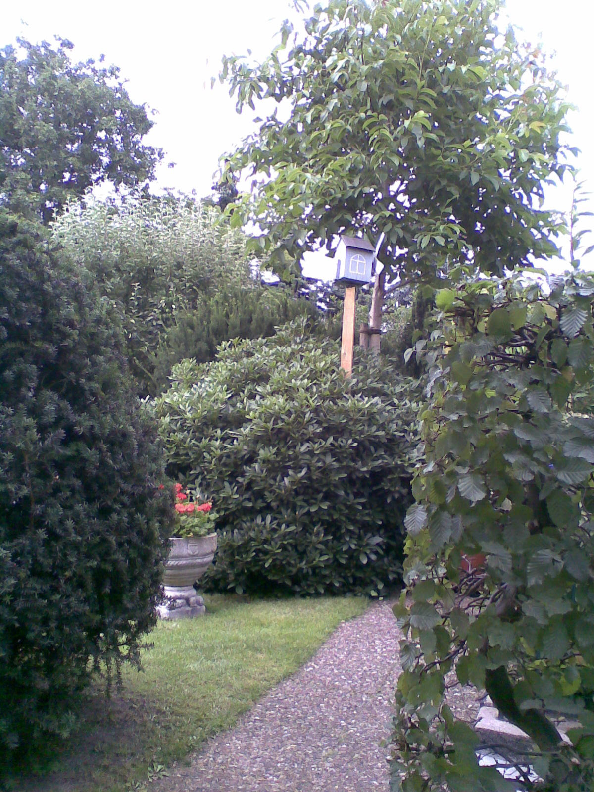 Walnussbaum Im Garten Garten Design Idee Fotos