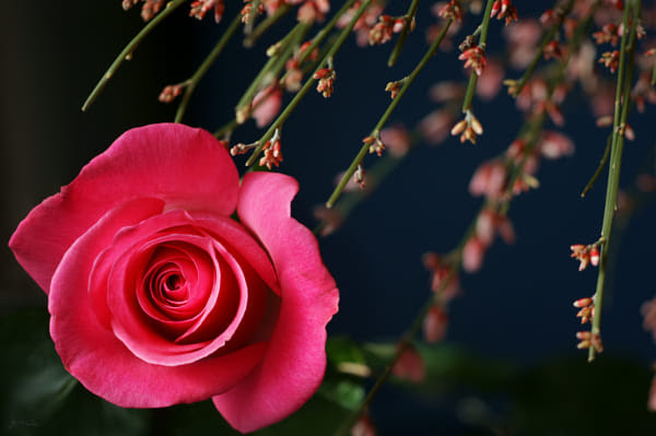 Passionate Embrace ~ Pink Rose by Julia Adamson (AumKleem)) on 500px.com