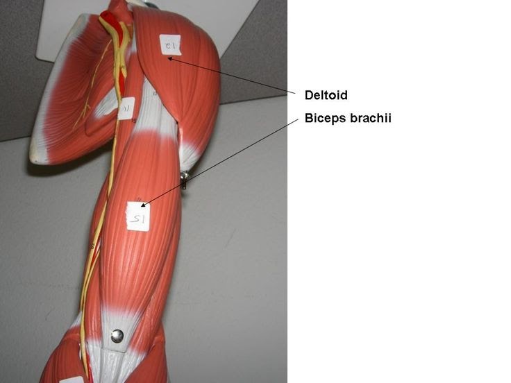 Chest Muscles Anatomy Labeled - Muscles of the Back and Chest : In this