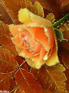 Роза и осенние листья