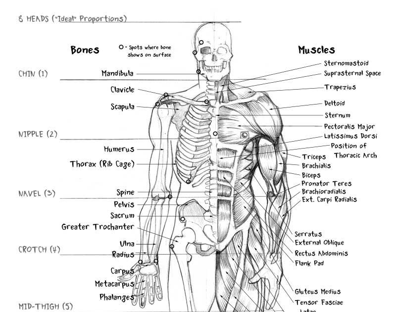 Body Muscle Names - The names of the muscles in the back and front of the ... - Skeletal muscles ...