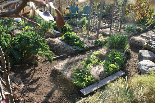 october vegetable garden plot 012